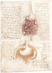 Anatomy Studies: Digestive System